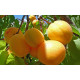 Саженцы абрикоса Голд Рич