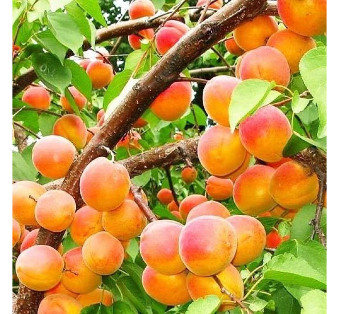 Абрикос колоновидный "Компакта"