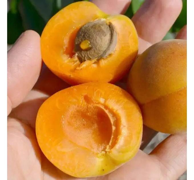 Абрикос колоновидный "Компакта"