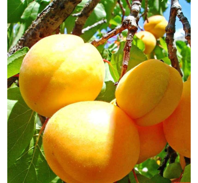 Саженцы абрикоса сорт Наслаждение