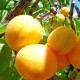 Саженцы абрикоса сорт Наслаждение