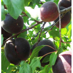 Саженцы абрикоса среднего сорт Черный Бархат, подвой жердель