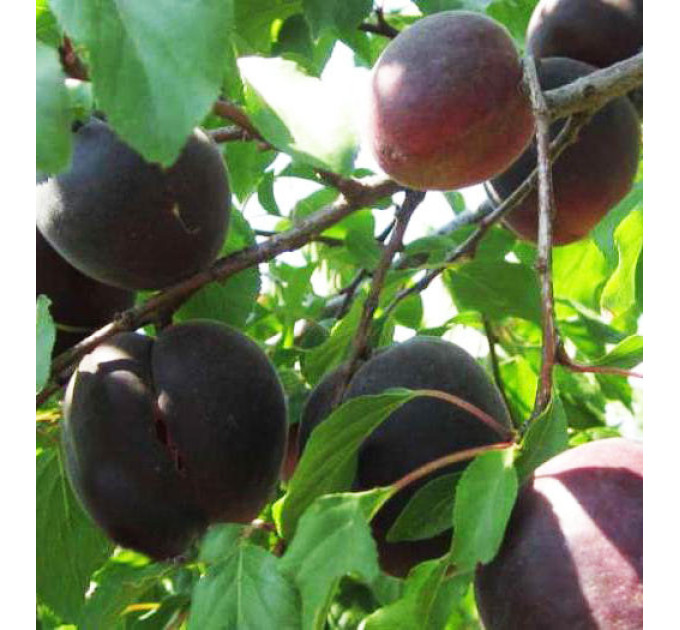 Саженцы абрикоса среднего сорт Черный Бархат, подвой жердель