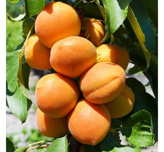 Абрикос колоновидный "Принц Март"