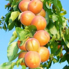 Абрикос колоновидный "Принц Март"