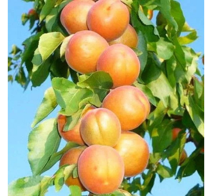 Абрикос колоновидный "Принц Март"
