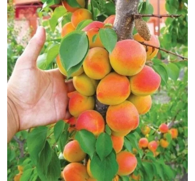 Абрикос колоновидный "Принц Март"