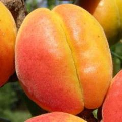 Саженцы абрикоса среднего сорт Харгранд, подвой алыча