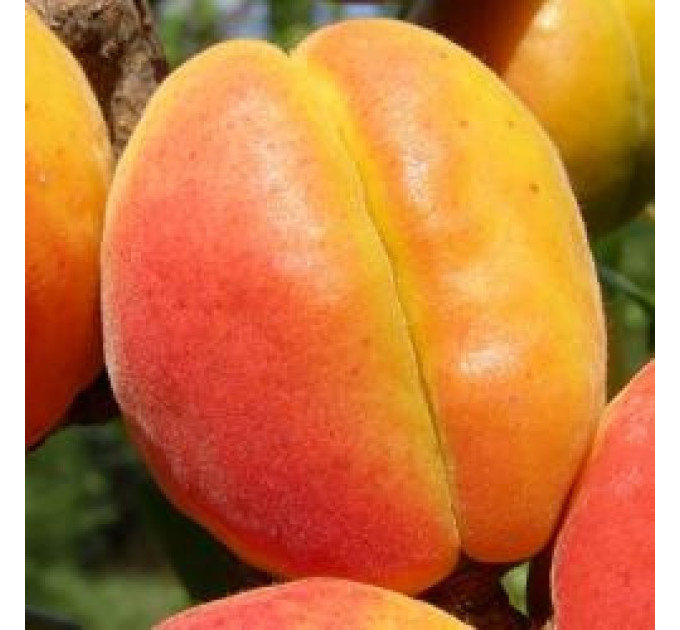 Саженцы абрикоса среднего сорт Харгранд, подвой алыча