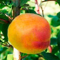 Саженцы абрикоса сорт Шедевр