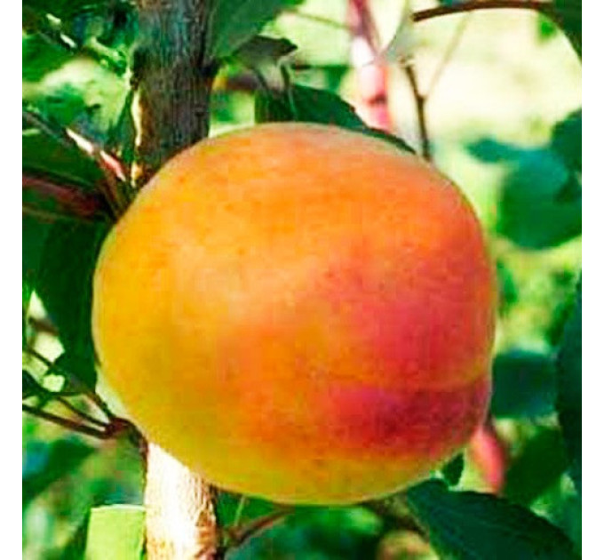 Саженцы абрикоса сорт Шедевр