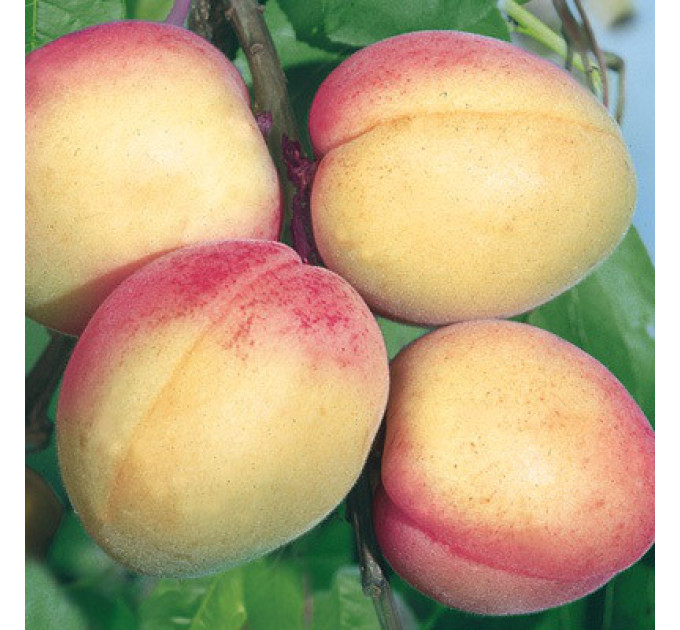 Саженцы абрикоса сорт Фелпс