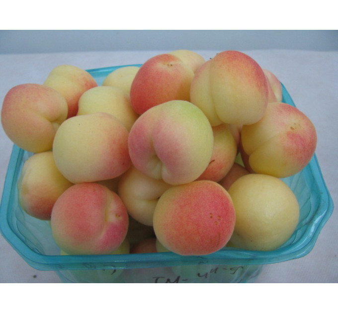 Саженцы абрикоса сорт Фелпс