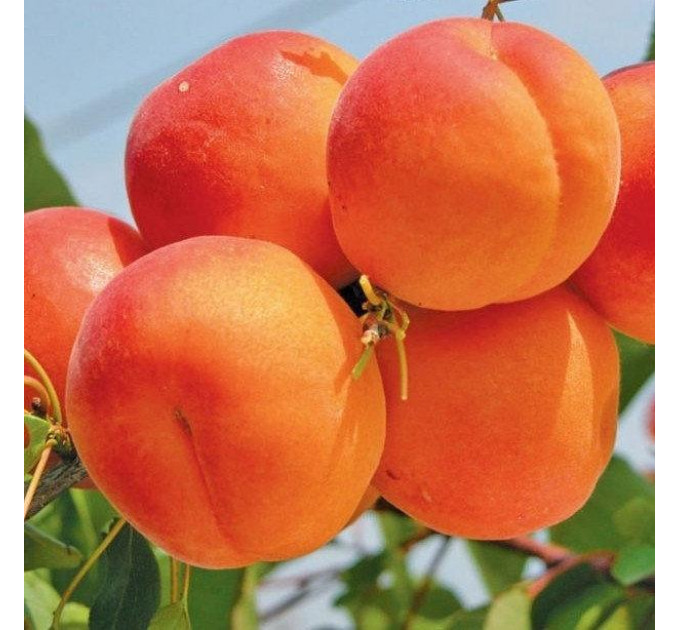 Саженцы абрикоса среднього сорт Киото, подвой алыча