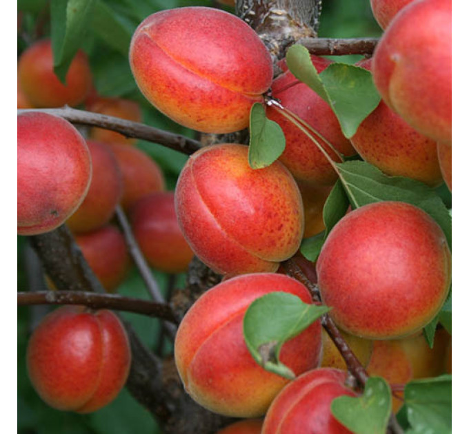 Саджанці абрикоса середнього сорт Харогем, підщепа алича