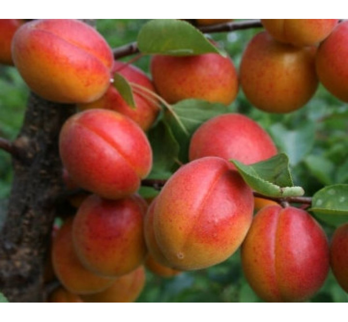 Саджанці абрикоса середнього сорт Харогем, підщепа алича