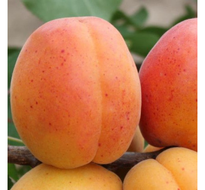 Саженцы абрикоса среднего сорт Джумбо Кот, подвой алыча