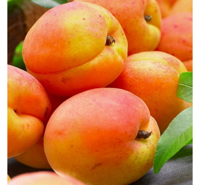 Саженцы абрикоса сорт Харкот, подвой жердель