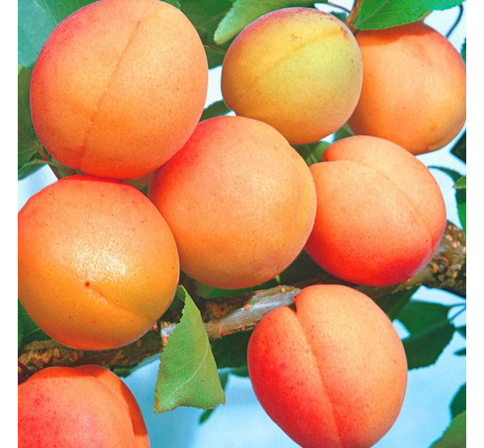 Саженцы абрикоса сорт Харкот, подвой жердель