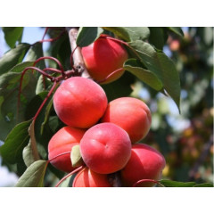 Саженцы абрикоса среднего сорт Le 32-76, подвой алыча