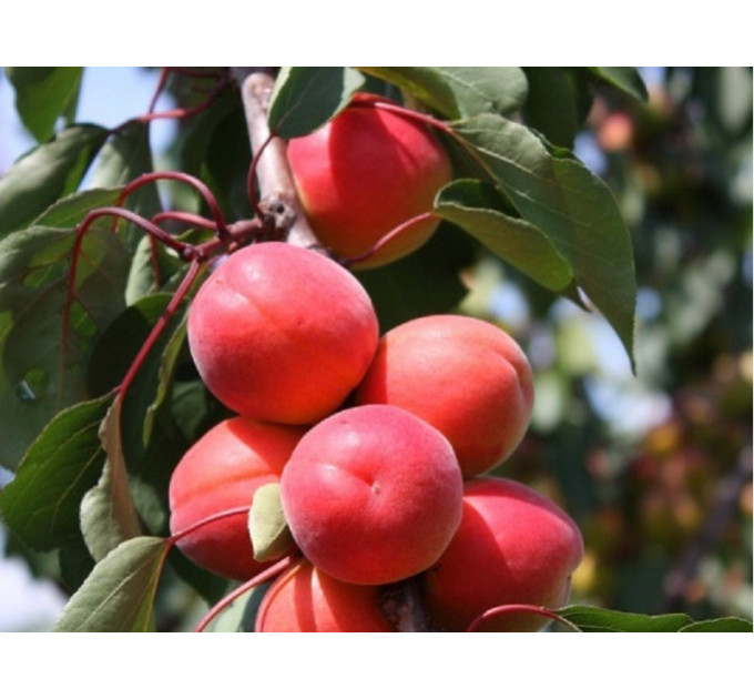 Саженцы абрикоса среднего сорт Le 32-76, подвой алыча