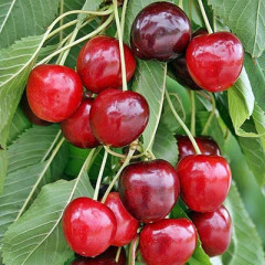 Саженцы черешни сорт Талисман, подвой магалебка