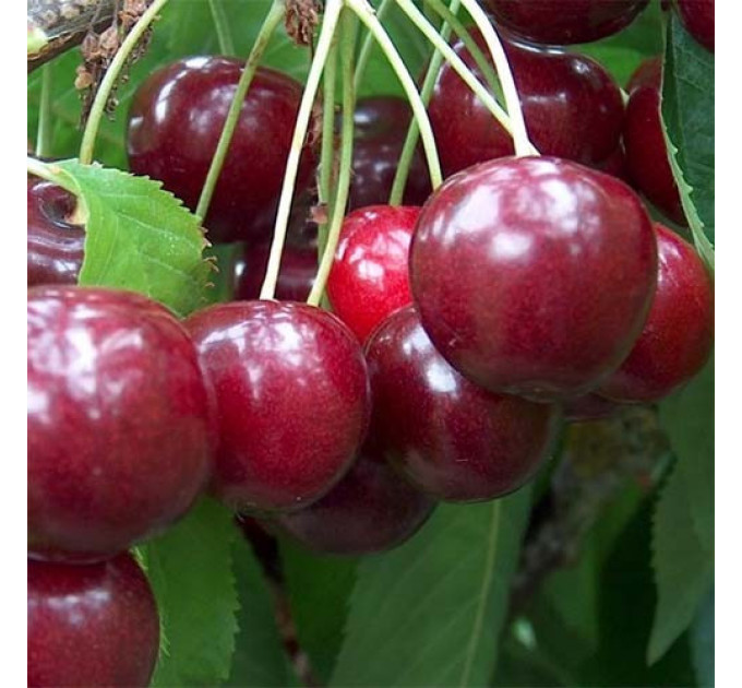 Саженцы черешни средней сорт Регина, подвой магалепка