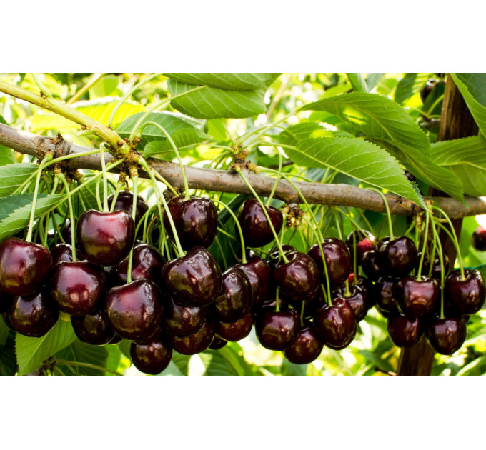 Саженцы черешни средней сорт Регина, подвой магалепка