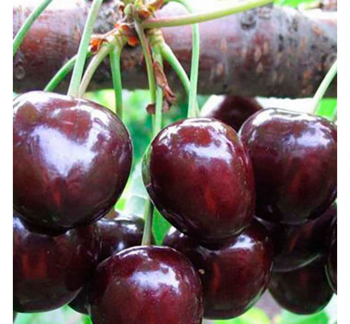 Саженцы черешни средней сорт Регина, подвой магалепка