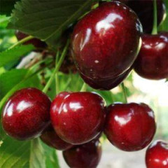 Саженцы черешни средней сорт Регина, подвой магалепка 