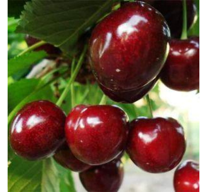 Саженцы черешни средней сорт Регина, подвой магалепка