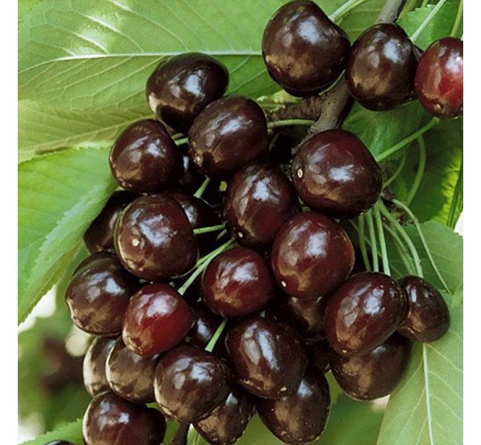 Саженцы черешни средней сорт Кордия, подвой магалепка