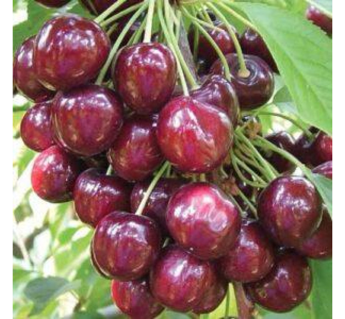 Саженцы черешни сорт Фабиола, подвой магалебка