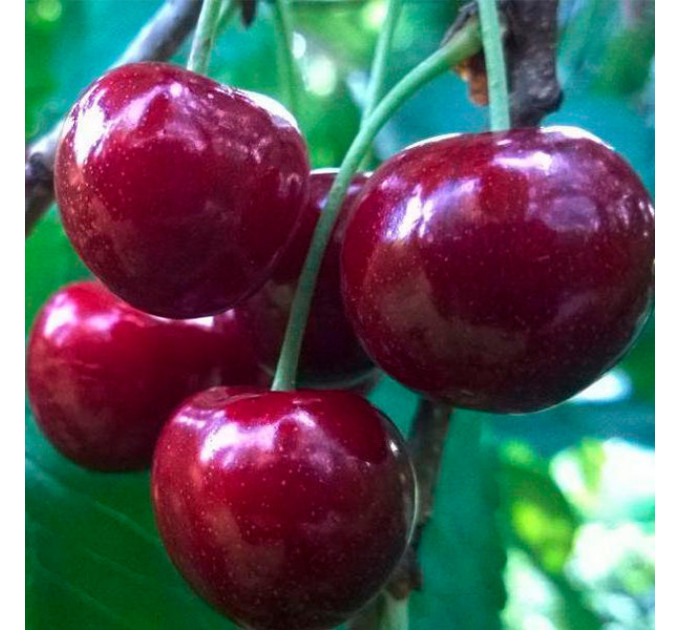 Саженцы черешни сорт Фабиола, подвой магалебка