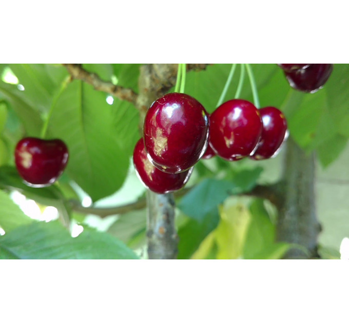 Саженцы черешни сорт Фабиола, подвой магалебка