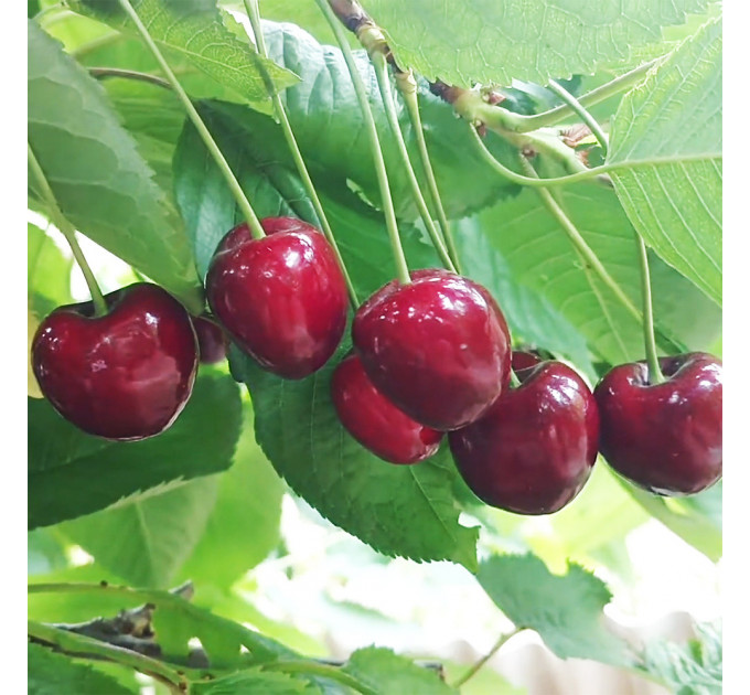 Саженцы черешни сорт Кордия, подвой магалепка