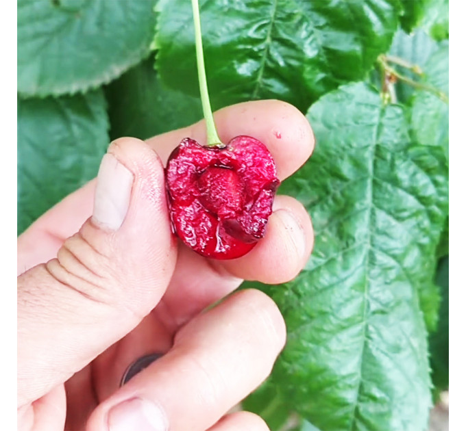 Саженцы черешни сорт Кордия, подвой магалепка