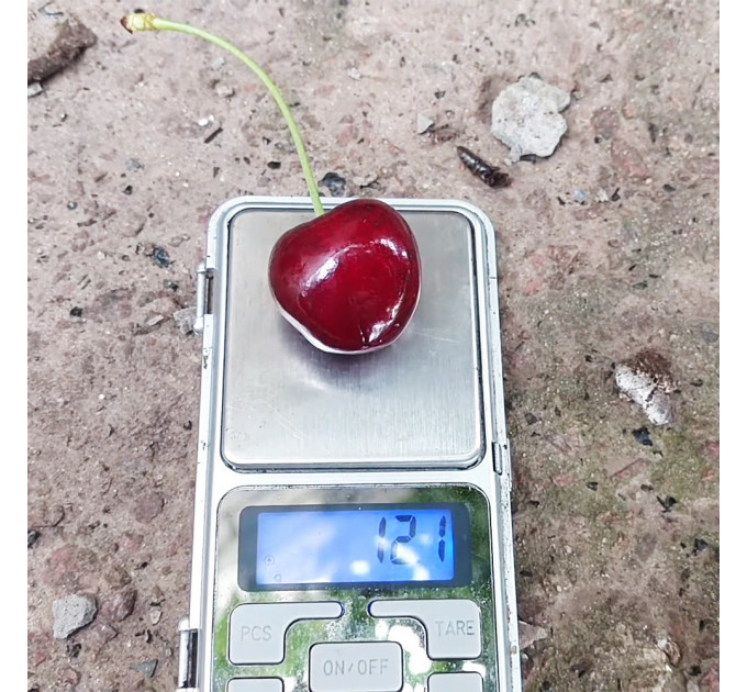 Саженцы черешни сорт Кордия, подвой магалепка