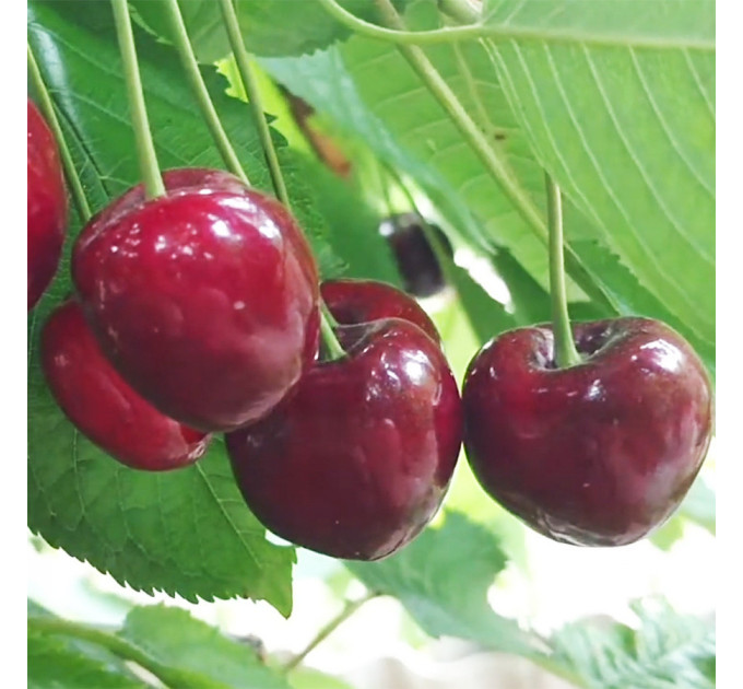 Саженцы черешни сорт Кордия, подвой магалепка