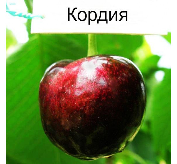 Саженцы черешни средней сорт Кордия, подвой магалепка