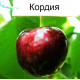 Саженцы черешни средней сорт Кордия, подвой магалепка