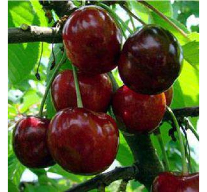 Черешня средняя сорт Этика, подвой магалепка