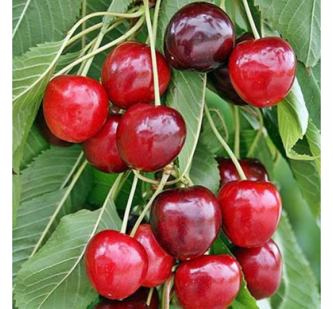 Саженцы черешни сорт Талисман, подвой магалебка