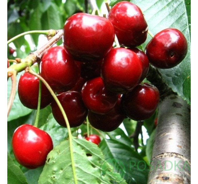 Саженцы черешни сорт Талисман, подвой магалебка