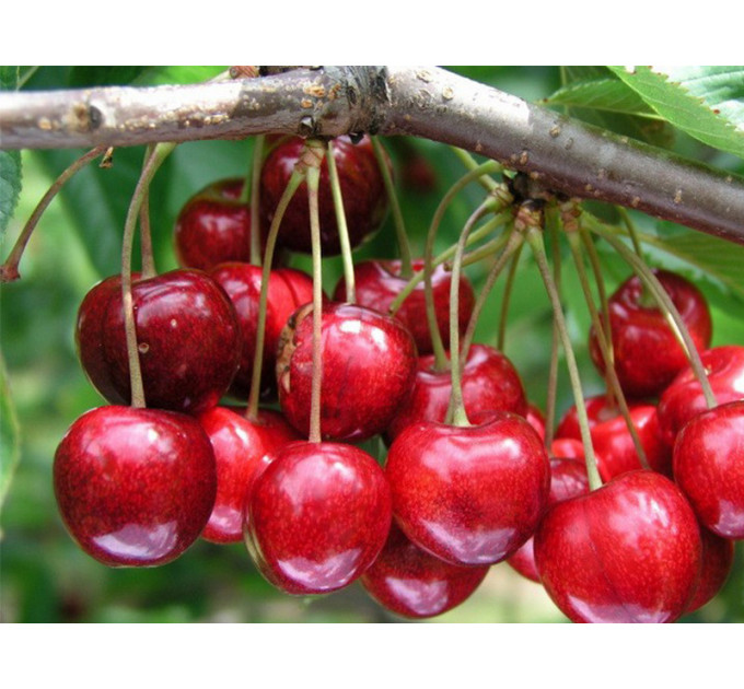 Саженцы черешни сорт Талисман, подвой магалебка