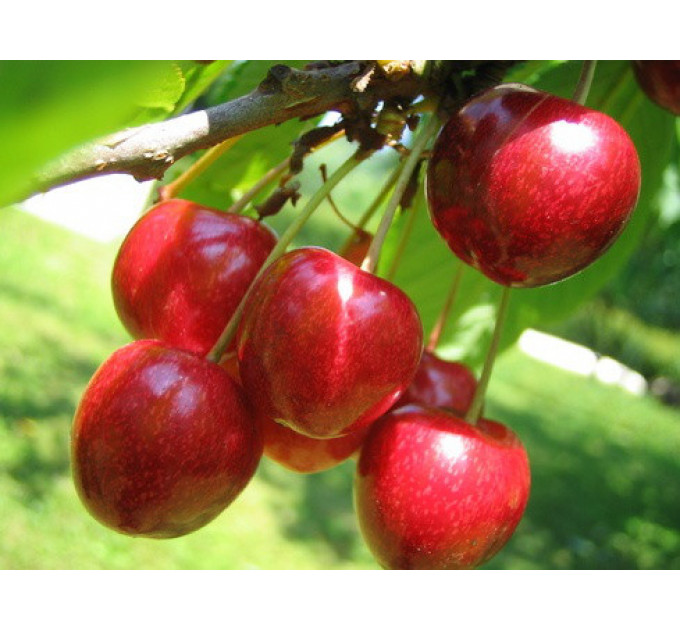 Черешня средняя сорт Славяночка, подвой магалепка