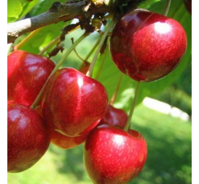 Черешня средняя сорт Славяночка, подвой магалепка