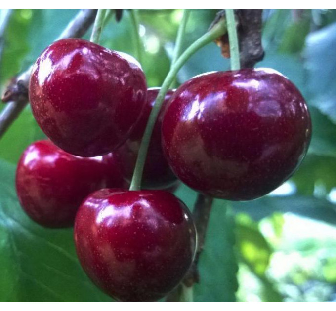 Саженцы черешни сорт Тамара, подвой магалебка