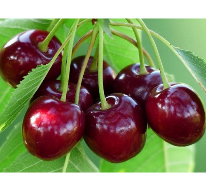 Саженцы черешни сорт Тамара, подвой магалебка