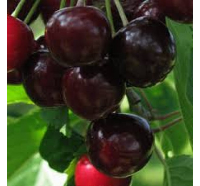 Саженцы черешни сорт Тамара, подвой магалебка